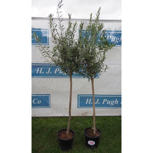 105 - Standard Olive trees 6ft - 2