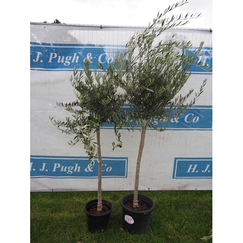 107 - Standard Olive trees 6ft - 2