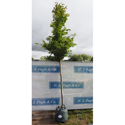 11 - Carpinus Betulus 12ft - 1