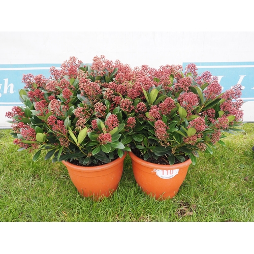 110 - Pair of large Skimmia - 2