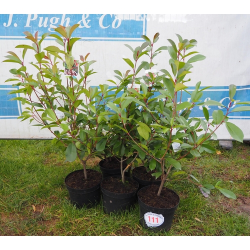 111 - Photinia - 5