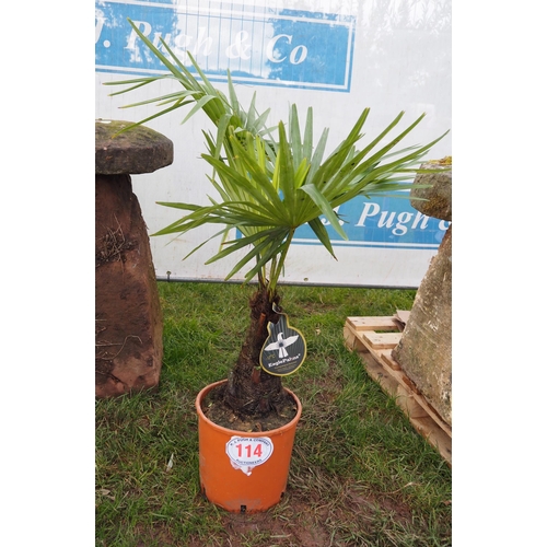 114 - Hardy Palm 3ft - 1