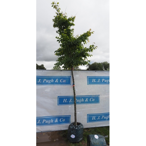 12 - Carpinus Betulus 12ft - 1