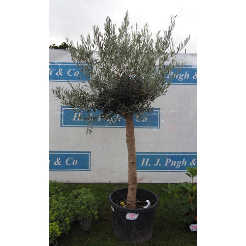 121 - Standard Olive tree 7ft - 1