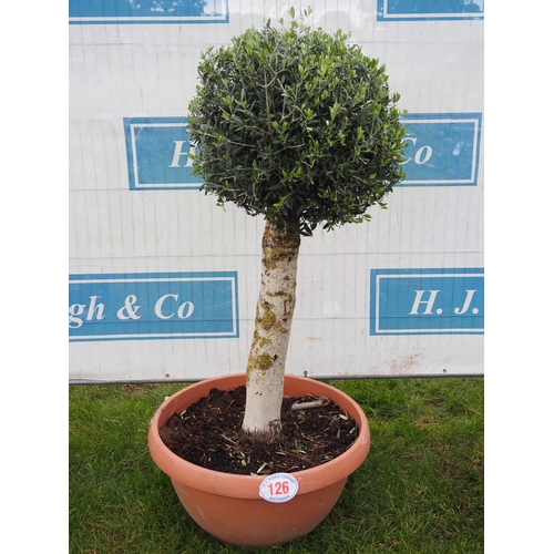 126 - Large Olive tree 5ft - 1