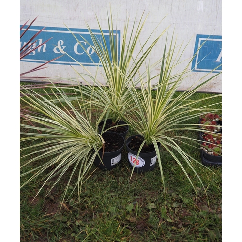 128 - Cordyline - 3