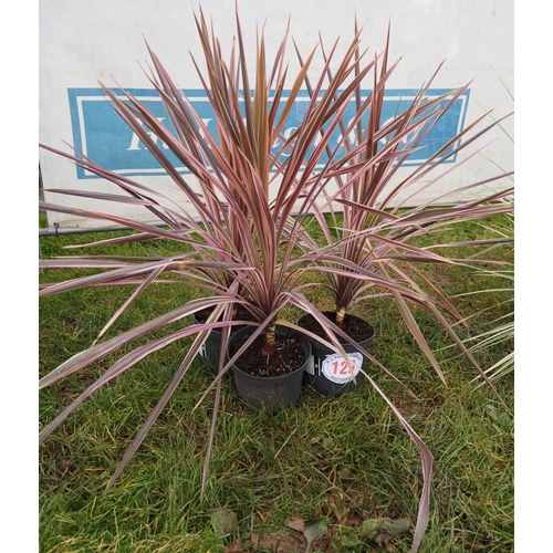 129 - Cordyline - 3