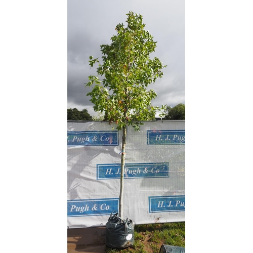 13 - Liquidambar 12ft - 1