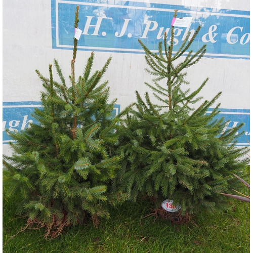 130 - Pot grown Serbian Spruce 3ft - 2