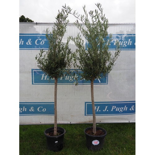 132 - Standard Olive trees 6ft - 2