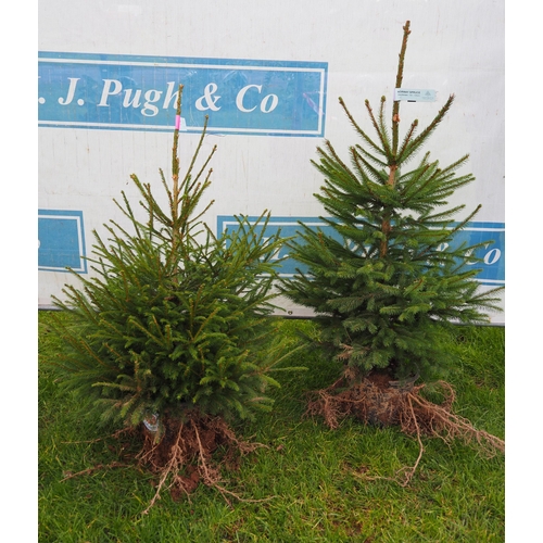 133 - Pot grown Norway Spruce 3ft - 2