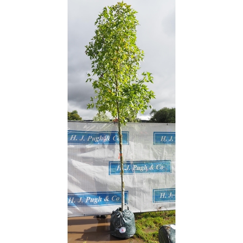 14 - Liquidambar 12ft - 1