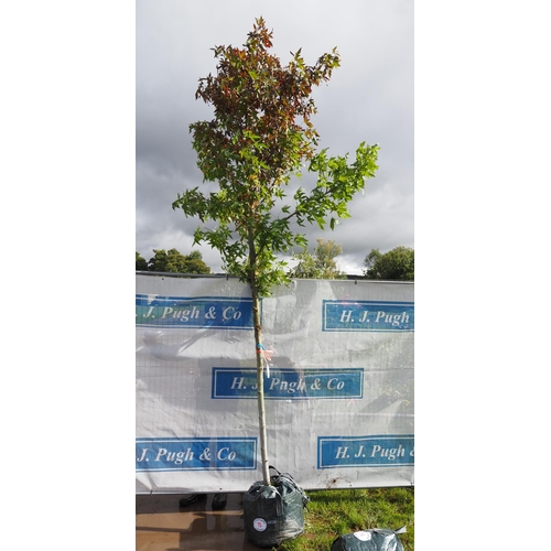 15 - Liquidambar 12ft - 1