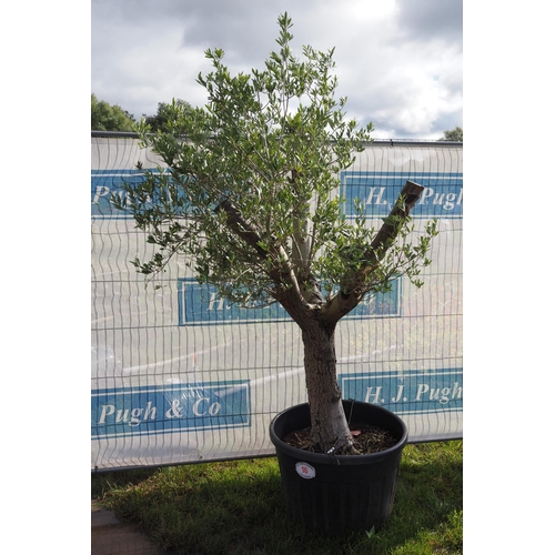 16 - Specimen Olive tree 7ft - 1