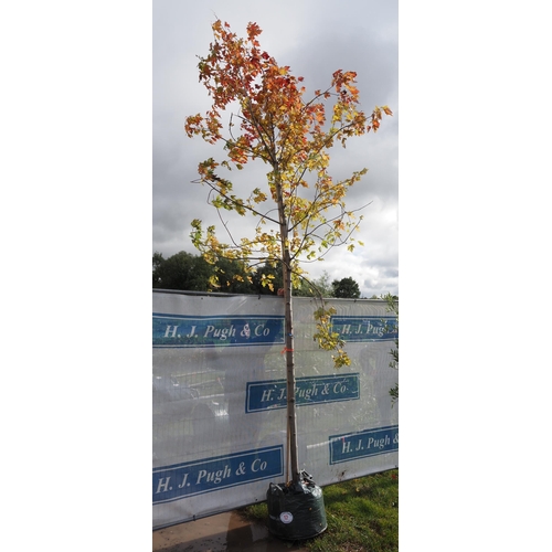 17 - Acer Autumn Blaze 14ft - 1