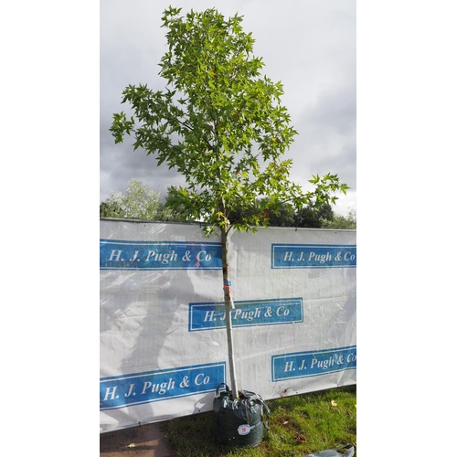 18 - Liquidambar 12ft - 1