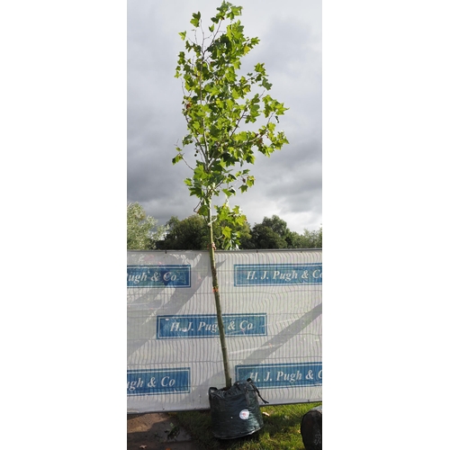 19 - Platanus Acerifolia 14ft - 1