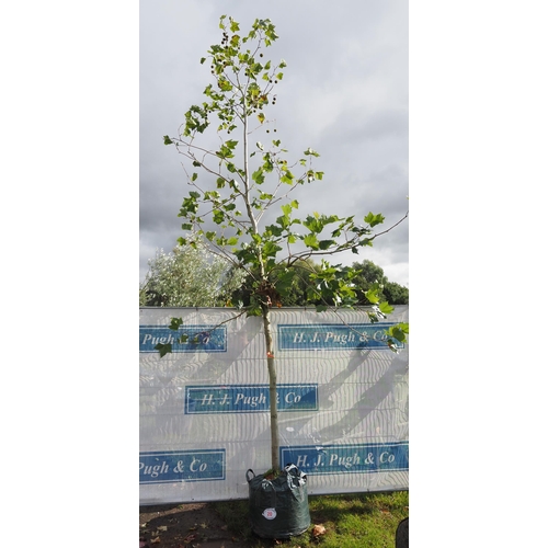 20 - Platanus Acerifolia 14ft - 1