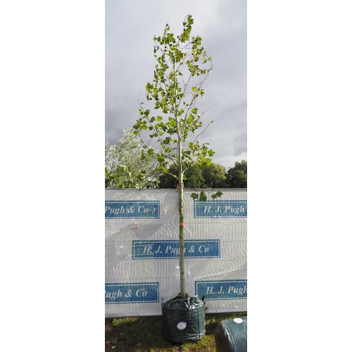 21 - Platanus Acerifolia 14ft - 1