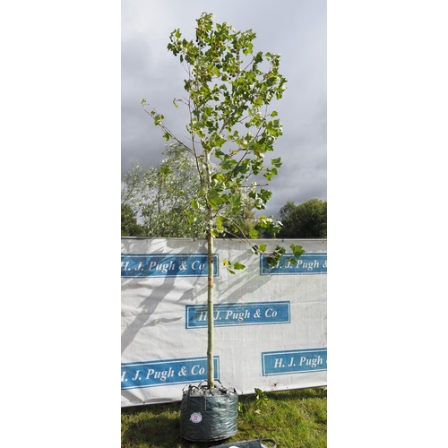 22 - Platanus Acerifolia 14ft - 1