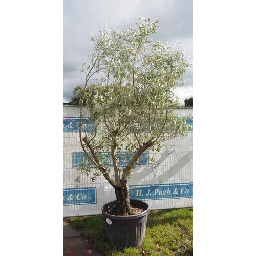 23 - Specimen Olive tree 10ft - 1