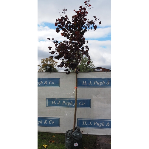 26 - Acer Crimson King 12ft - 1