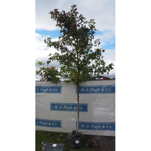 27 - Liquidambar 12ft - 1