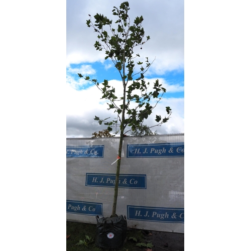 28 - Platanus Acerifolia 14ft - 1