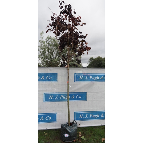 29 - Acer Crimson King 12ft - 1