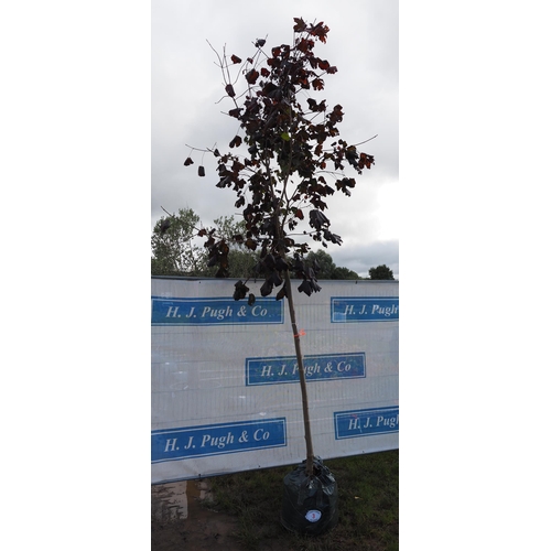 3 - Acer Crimson King 12ft - 1