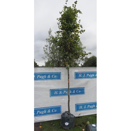 30 - Carpinus Betulus 12ft - 1