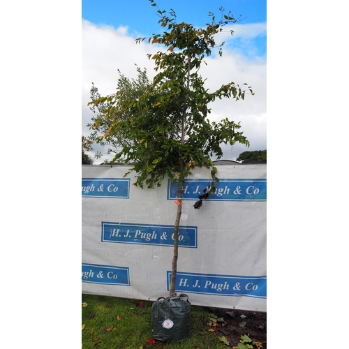 31 - Carpinus Betulus 12ft - 1