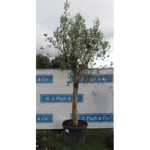 32 - Specimen Olive tree 12ft - 1