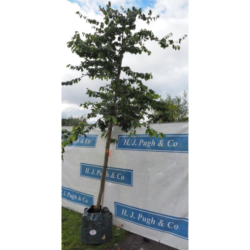 35 - Parrotia Vanessa 12ft - 1