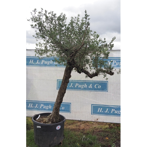 36 - Specimen Olive tree 8ft - 1