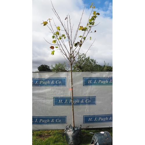 37 - Acer Drummondii 12ft - 1