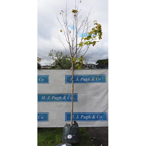 38 - Acer Drummondii 12ft - 1