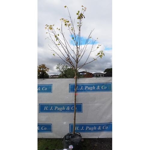 39 - Acer Drummondii 12ft - 1