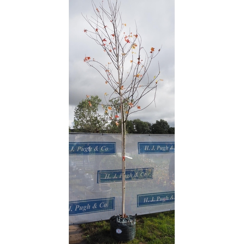 4 - Acer Autumn Blaze 14ft - 1