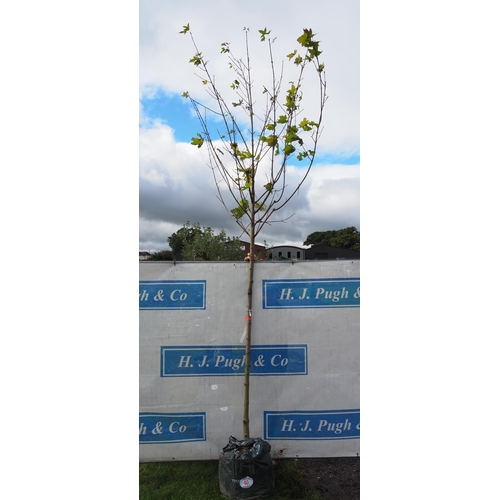 40 - Acer Drummondii 12ft - 1