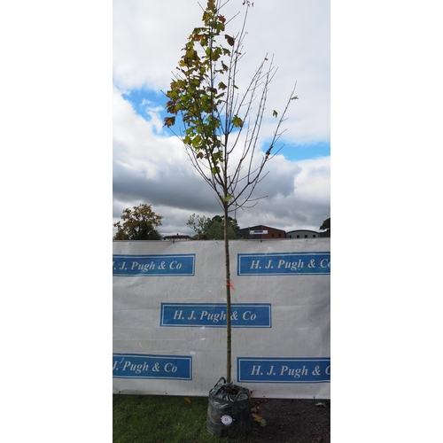 41 - Acer Drummondii 12ft - 1