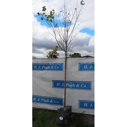 42 - Acer Drummondii 12ft - 1