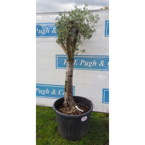 43 - Specimen Olive tree 6ft - 1