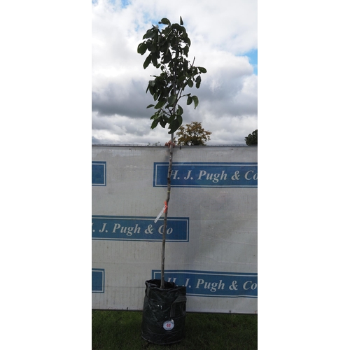 44 - Juglans Regia Lara 8ft - 1