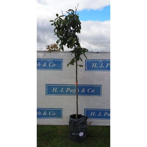 45 - Juglans Regia Lara 8ft - 1