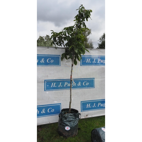 46 - Juglans Regia Lara 8ft - 1