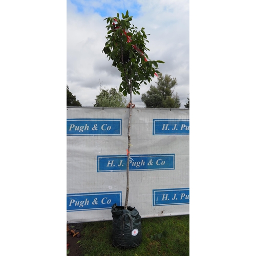 47 - Juglans Regia Lara 8ft - 1