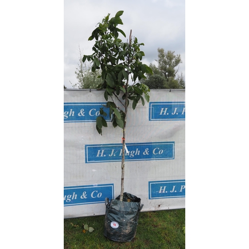 48 - Juglans Regia Lara 8ft - 1