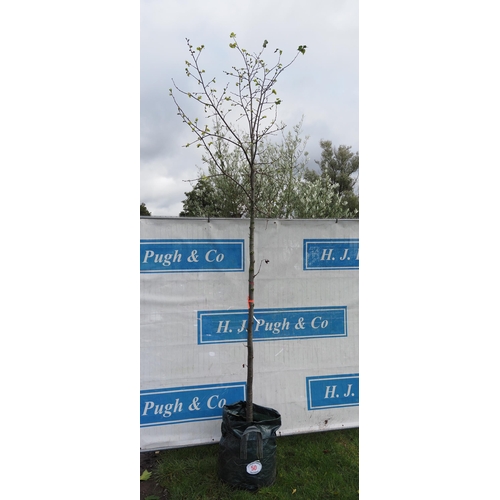 50 - Tilia Cordata 8ft - 1