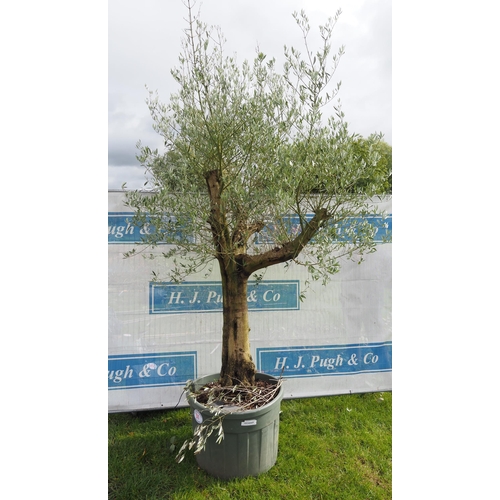 51 - Specimen Olive tree 10ft - 1